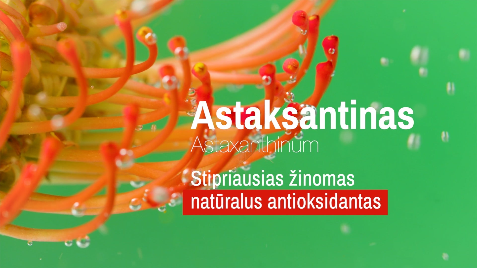 Raustančios odos raminamoji kosmetika SEACRA. Astaksantinas.