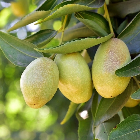 Seacra. Raudonųjų dumblių odą regeneruojantis gelis. Veiklioji medžiaga Jojoba